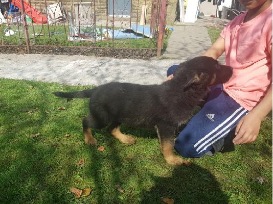 PoulaTo: Boy German Shepards Έτοιμο